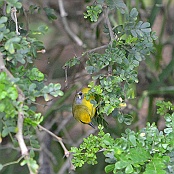 Blue-winged Warbler, South Padre Island, Texas